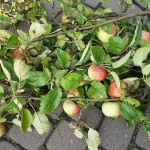 Zdjęcie obciętych gałęzi z jabłkami leżących na ziemi.