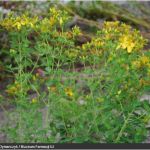 Zdjęcie rośliny o długich pędach i drobnych żółtych kwiatach o nazwie dziurawiec zwyczajny.