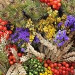 Zbliżenie na bukiet zielny zawierający jarzębinę, czerwoną porzeczkę, wrotycz, zatrwian wrębny, pszenicę i inne zioła i kwiaty.