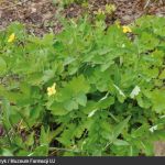 Zdjęcie rośliny z małymi żółtymi kwiatami o nazwie glistnik jaskółcze ziele.