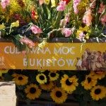 Baner z napisem "Cudowna moc bukietów 15 sierpnia 2014 Kraków - Mały Rynek" powieszono na barierce drewnianego wozu ozdobionego słonecznikami i innymi kwiatami.